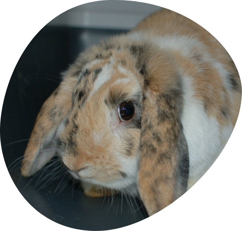 Konijn in dierenasiel Ganzeweide