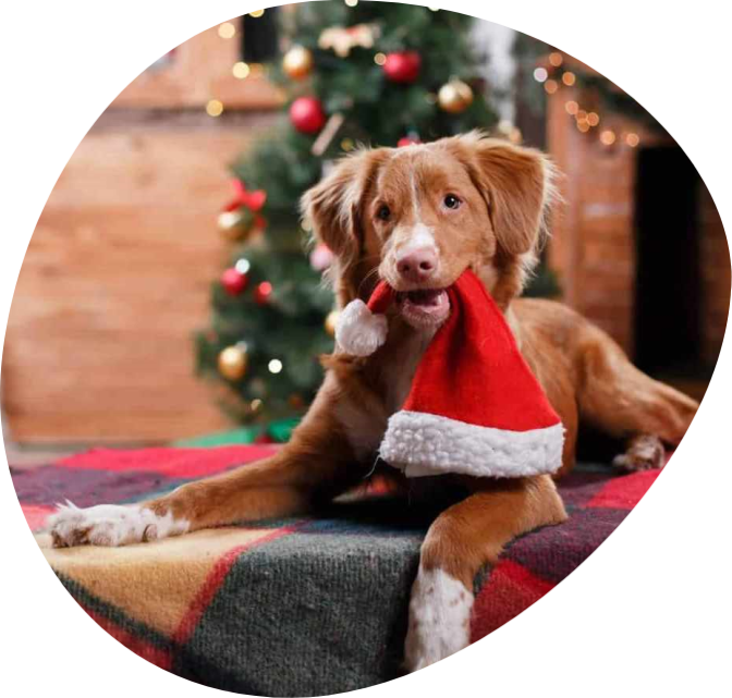 ganzeweide kerst fotoshoot 2025